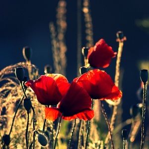 Meet your Posher, Andrew